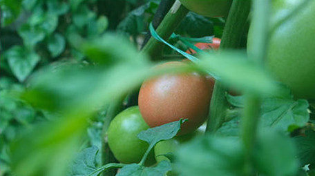 无公害蔬菜绿色瓜果种植豆角黄瓜茄子西红柿