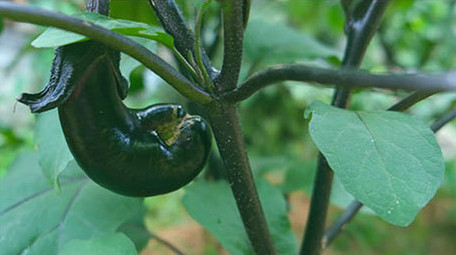 无公害蔬菜绿色瓜果种植豆角黄瓜茄子西红柿