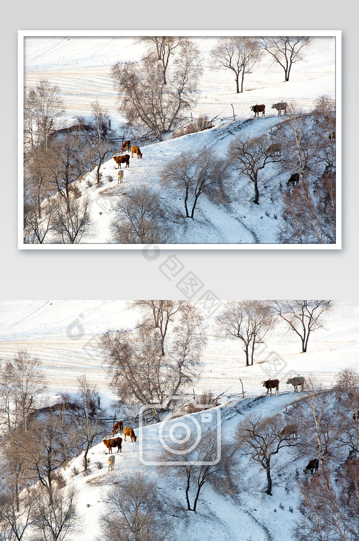 雪景原上风光图放牧图片