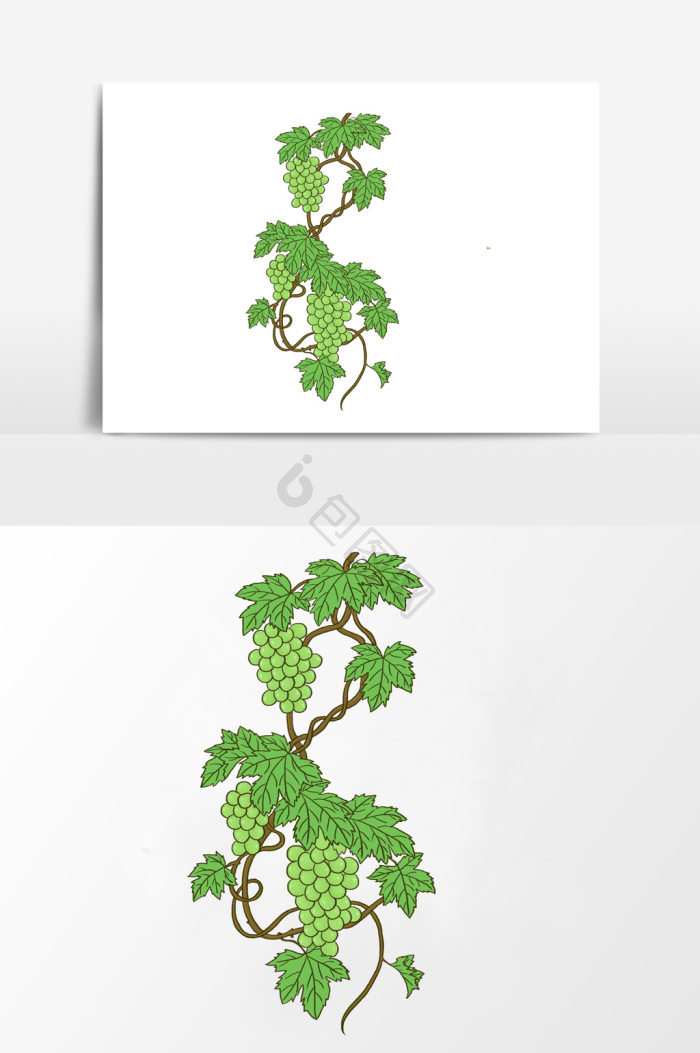 简笔画葡萄藤图片