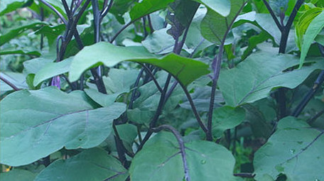 菜园种地种菜浇灌浇菜南瓜面瓜菜苗小葱<strong>乡村</strong>