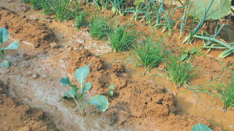 菜园种地种菜浇灌浇菜南瓜面瓜菜苗小葱<strong>乡村</strong>