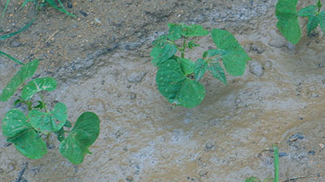 菜园种地种菜浇灌浇菜南瓜面瓜菜苗小葱<strong>乡村</strong>