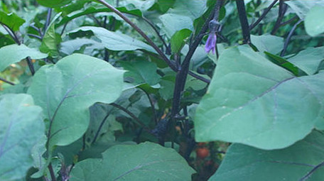 菜园种地种菜浇灌浇菜南瓜面瓜菜苗小葱<strong>乡村</strong>