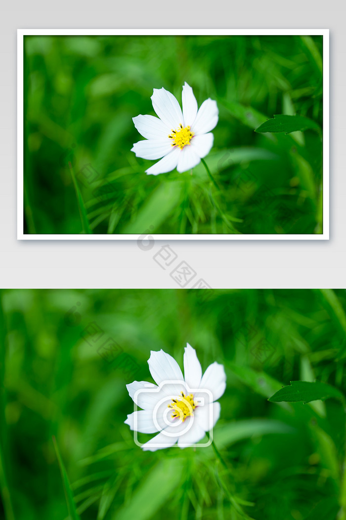晴空下的花朵白色图片图片