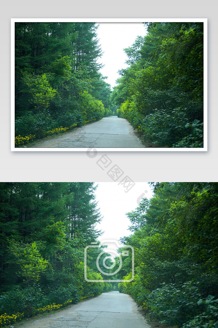 通往森林深处的马路图片图片