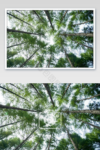 仰拍森林横版树木树林图片