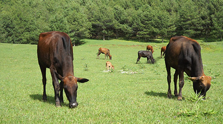实拍牧场里的牛视频