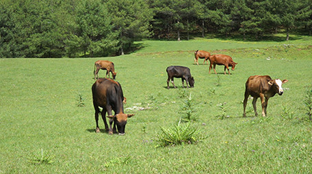 实拍牧场里的牛视频