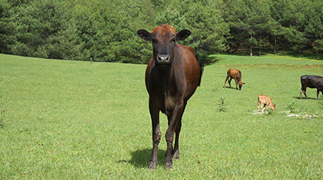实拍牧场里的牛视频