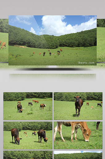 实拍牧场里的牛视频图片