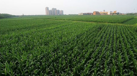 农业农作物航拍玉米苗实拍视频