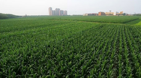 农业农作物航拍玉米苗实拍视频