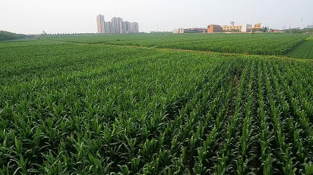 农业农作物航拍玉米苗实拍视频