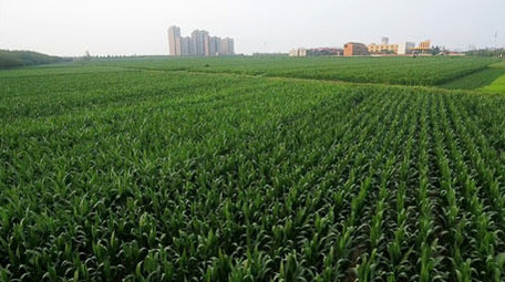 农业农作物航拍玉米苗实拍视频