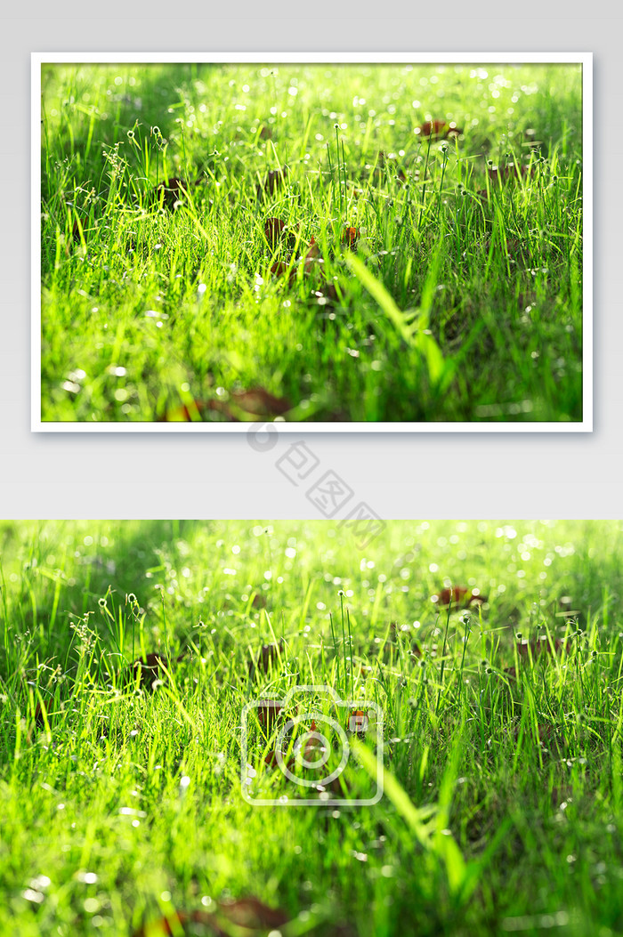 绿色草地健康阳光背景素材图片图片
