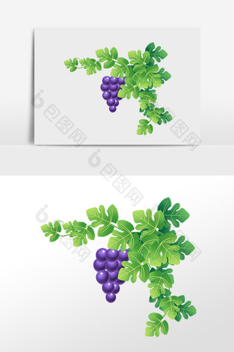 紫色葡萄串藤条插画图片