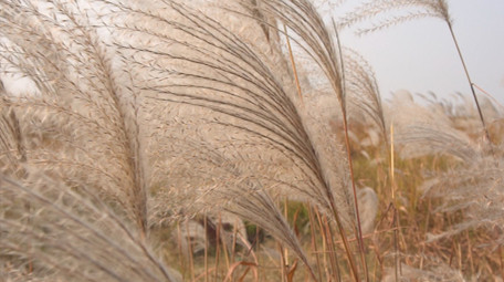 夕阳下唯美风的芦苇荡实拍视频