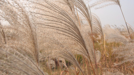 夕阳下唯美风的芦苇荡实拍视频