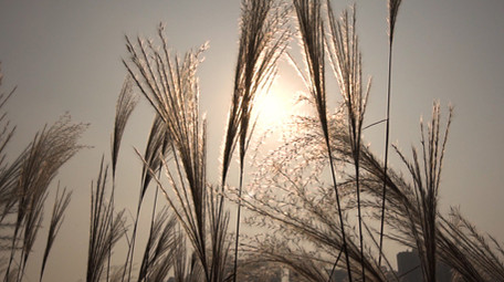 夕阳下唯美风的芦苇荡实拍视频