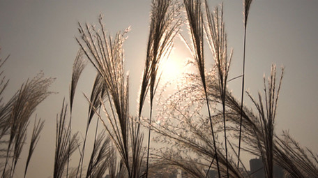 夕阳下唯美风的芦苇荡实拍视频