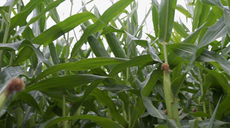 农业农作物玉米地玉米棒子视频素材