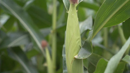 农业农作物玉米地玉米棒子视频素材