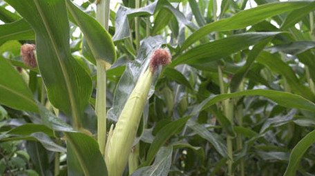 农业农作物玉米地玉米棒子视频素材