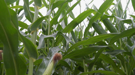 农业农作物玉米地玉米棒子视频素材