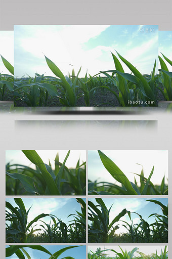 蓝天白云玉米地玉米苗高清实拍视频素材图片