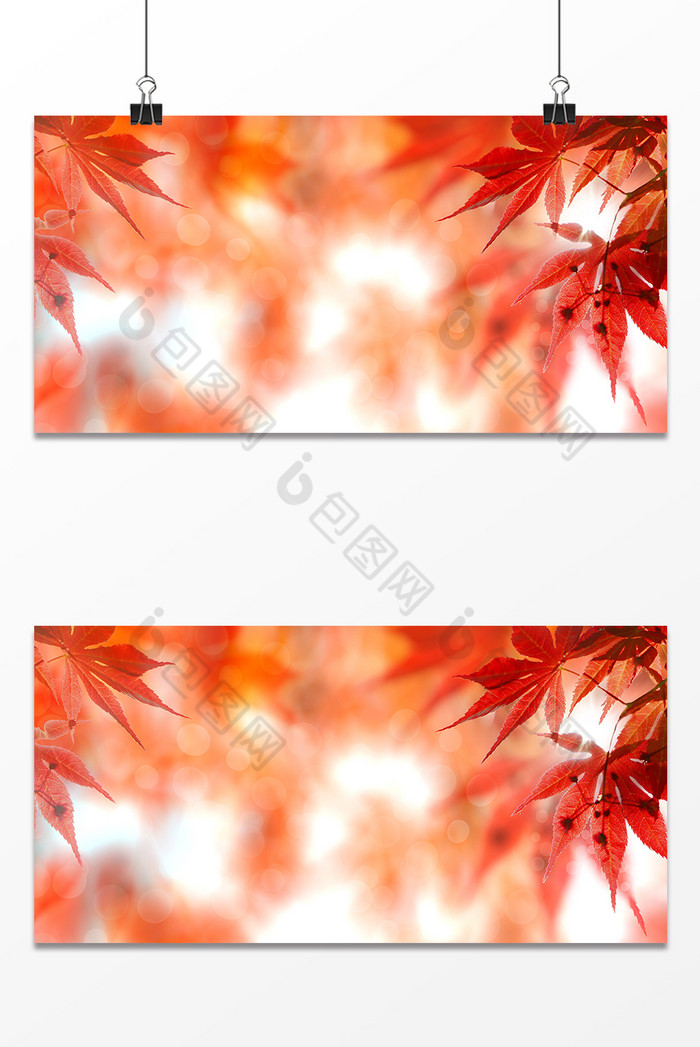 秋季金秋红叶季枫叶图片图片