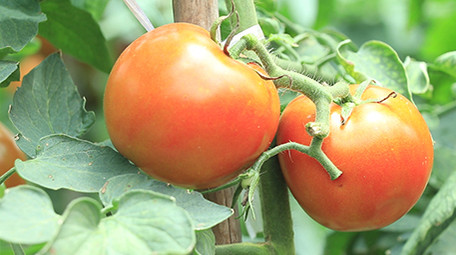 实拍红色番茄视频