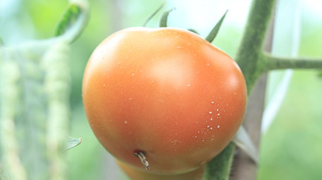 实拍红色番茄视频