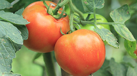 实拍红色番茄视频