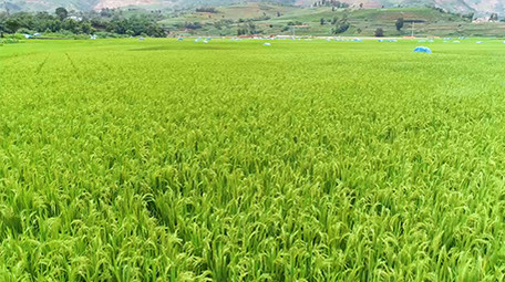 大片稻田视频航拍4k