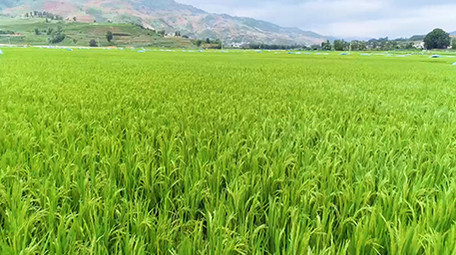 大片稻田视频航拍4k