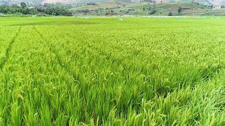 大片稻田视频航拍4k