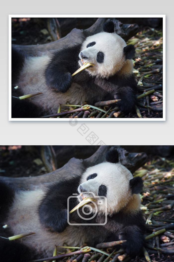 憨厚国宝大熊猫吃竹子摄影图片图片