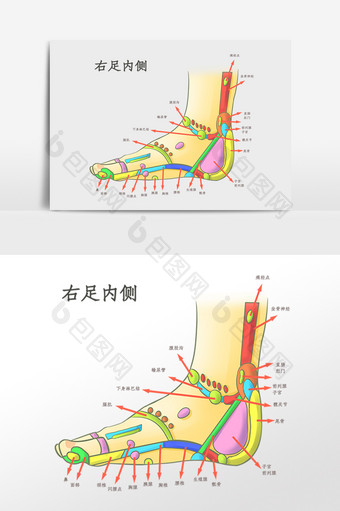 右足内侧足部穴位插画图片