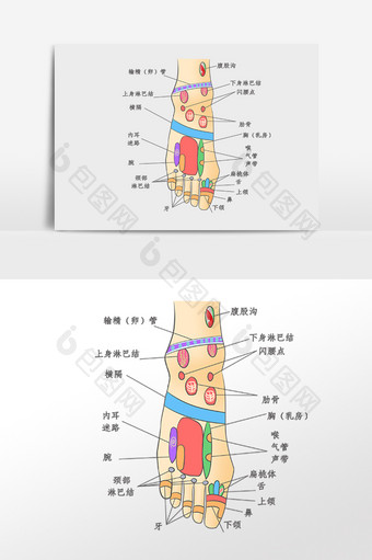 足部穴位分布插画图片