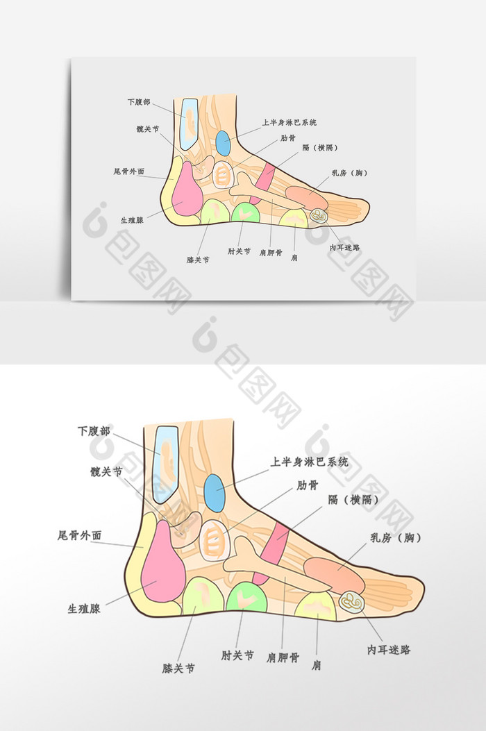 足疗足部穴位插画图片图片