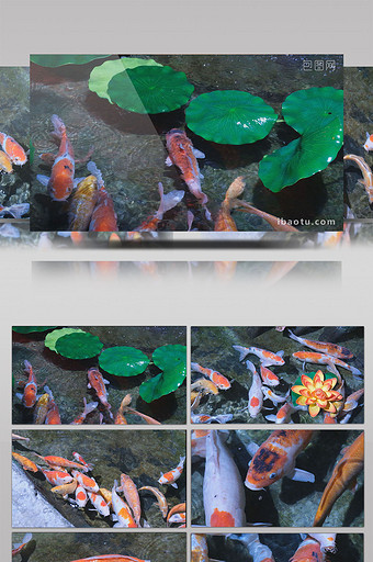 观赏鱼锦鲤荷叶莲花鲤鱼鱼池戏水水池游玩图片
