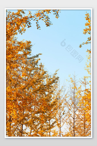 秋天黄色银杏树背景图片