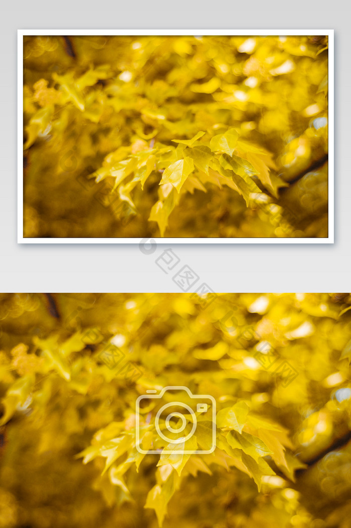 金秋金色树叶摄影图片图片