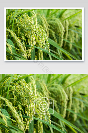 绿色大米水稻稻穗图片