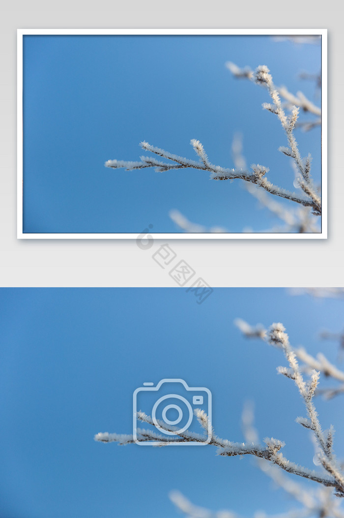 黑龙江冬季树枝摄影图片