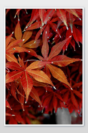 大气唯美秋天树叶摄影图图片