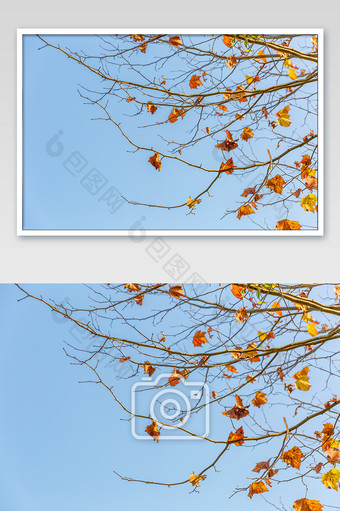树叶秋色摄影图片