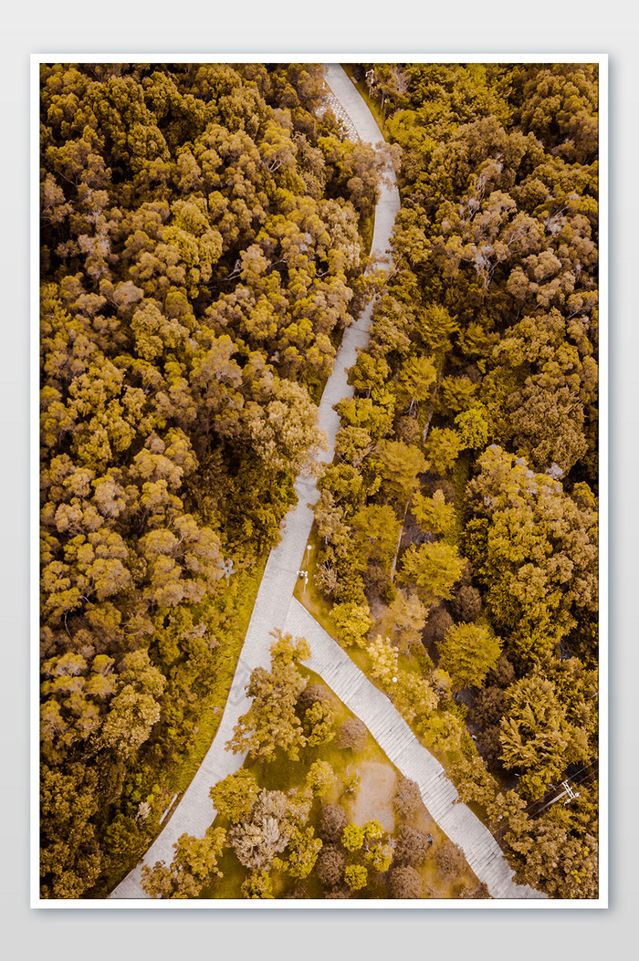 大气的唯美秋天树林摄影图图片图片