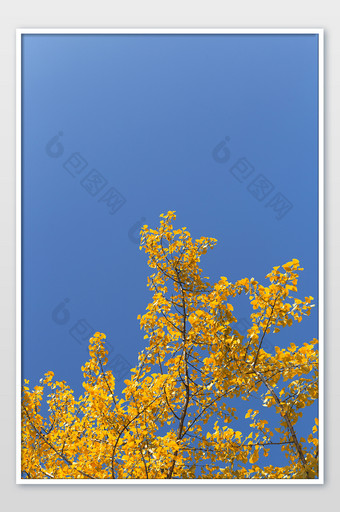 秋季蓝天下的黄色银杏树图片